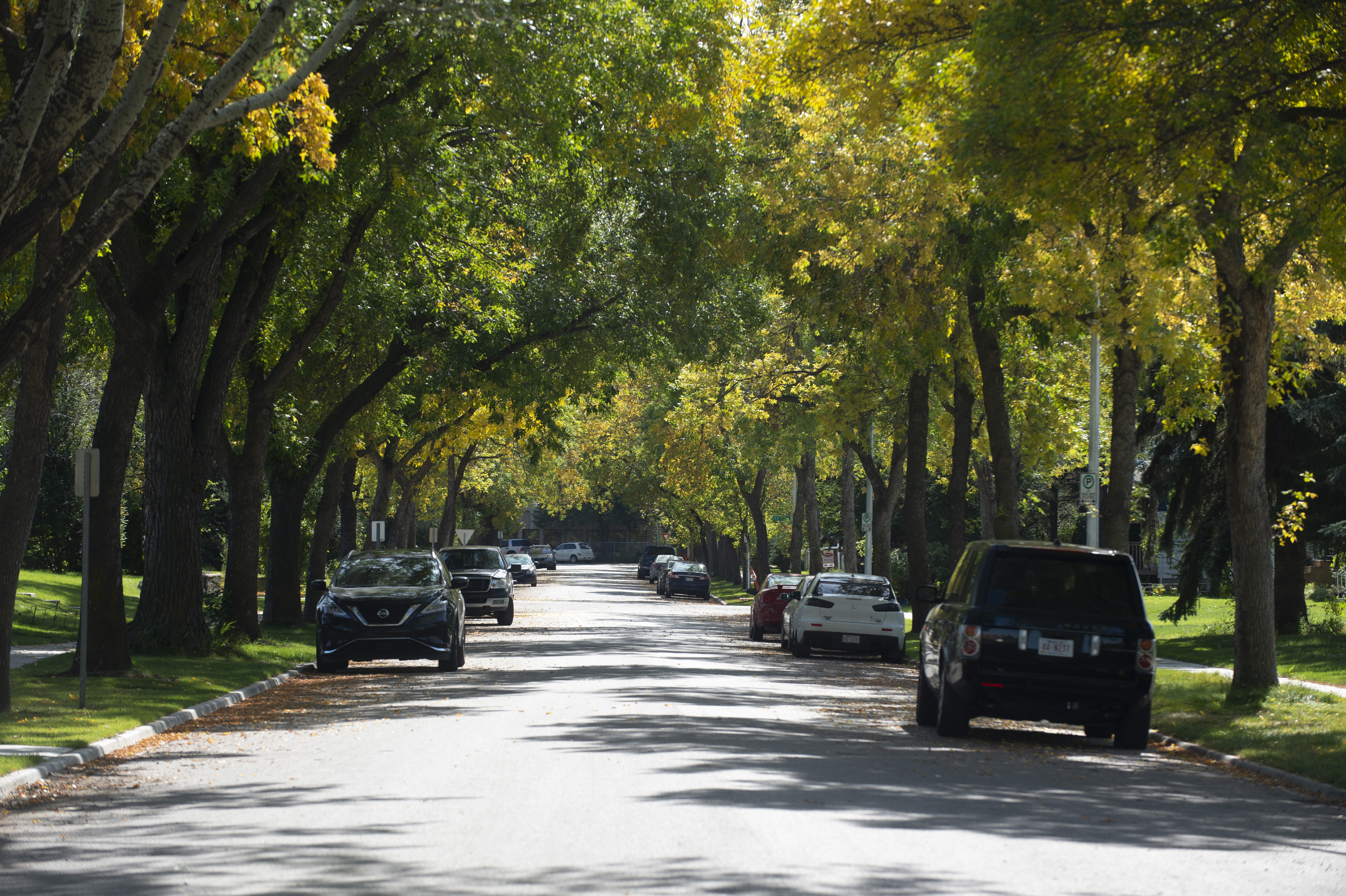 A residential street, lined with mature trees in early fall.