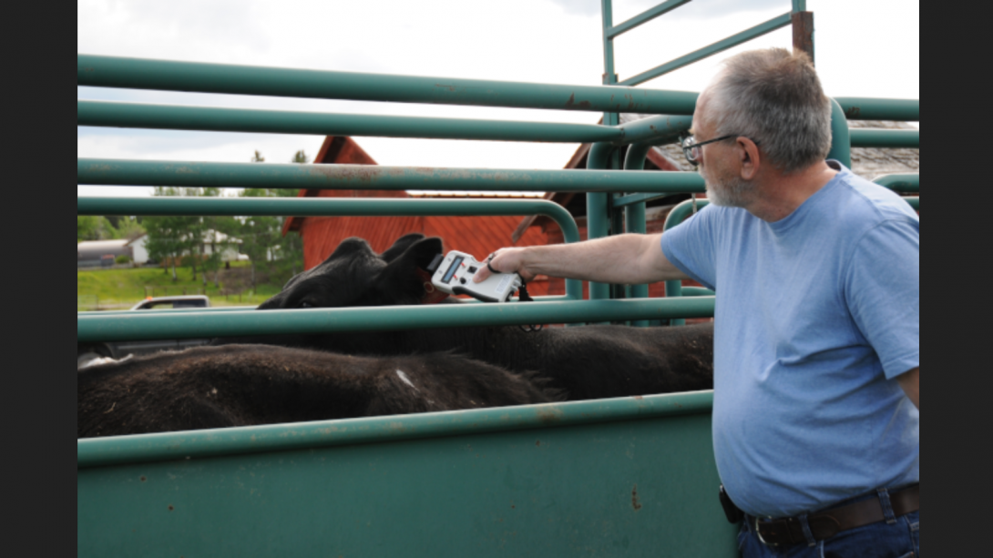 A man uses a handheld device to read a tag on a cow’s ear.