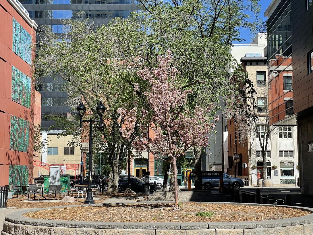 A small lilac tree and a few other trees stand in a small downtown park surrounded by buildings.