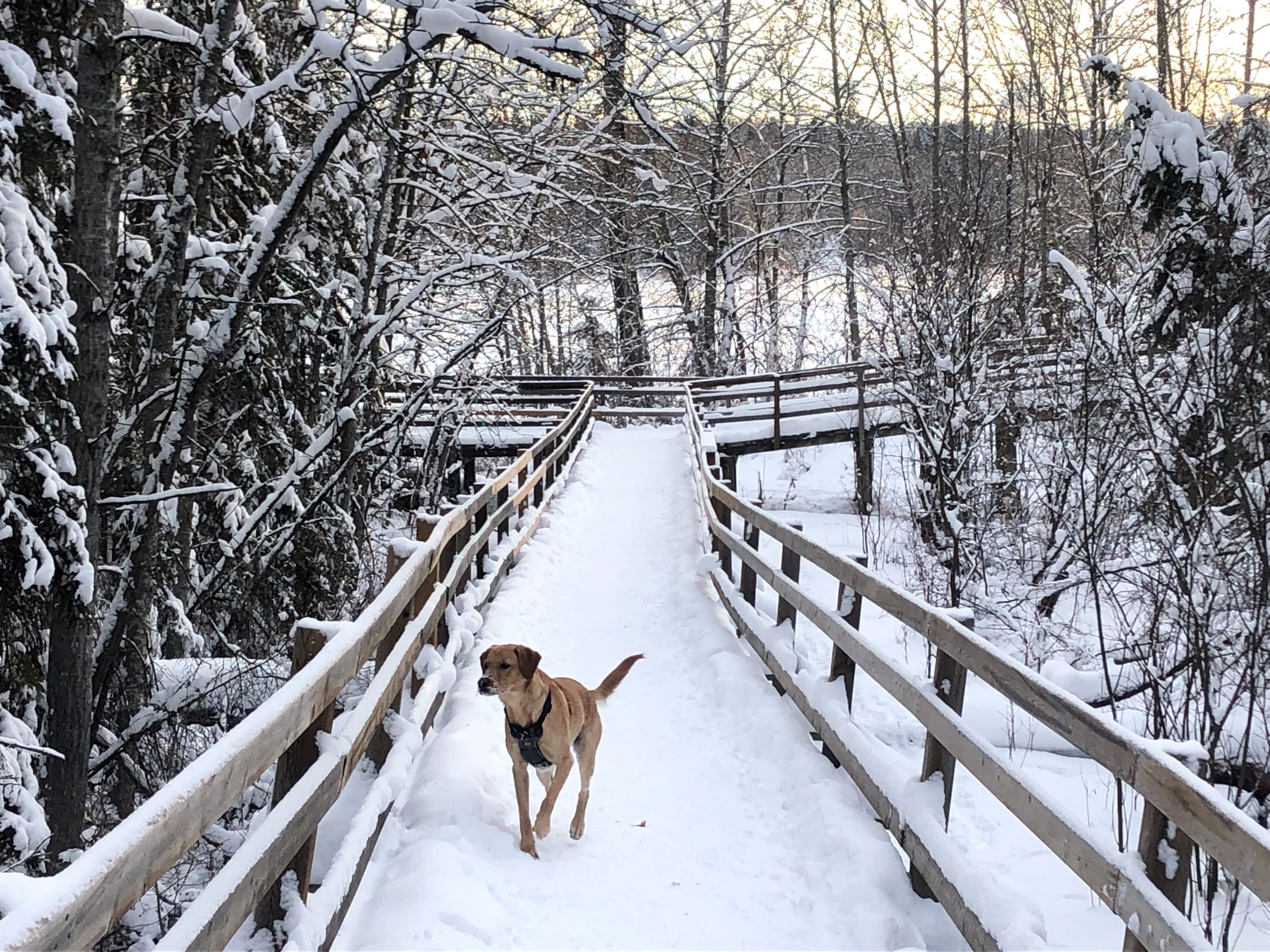 A medium-sized dog stands on a snow-covered bridge, wearing a harness. The bridge is surrounded by snow-laden trees, creating a picturesque winter scene.