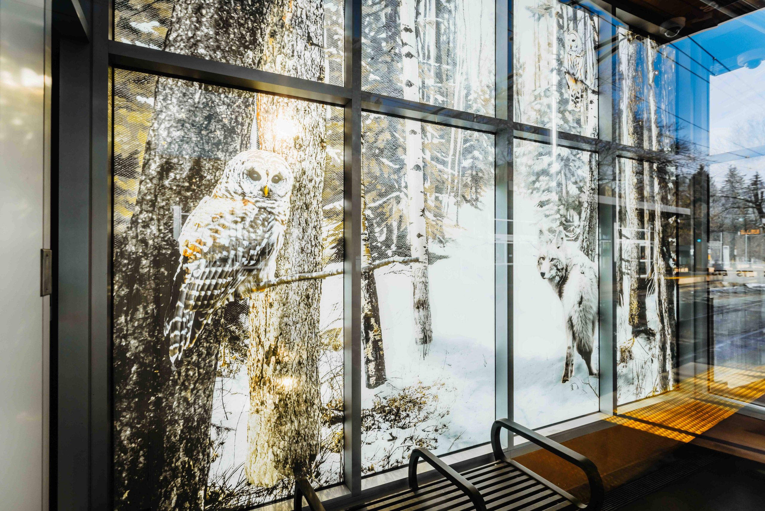 A glass LRT shelter is decorated with photographic images of an owl in a tree watched by a wolf standing on a snow-covered trail in a forest.