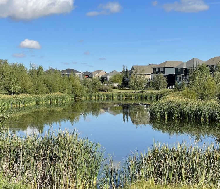 New houses surround awetland on a sunny day.