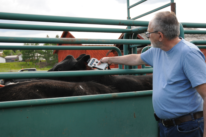 A man uses a handheld device to read a tag on a cow’s ear.