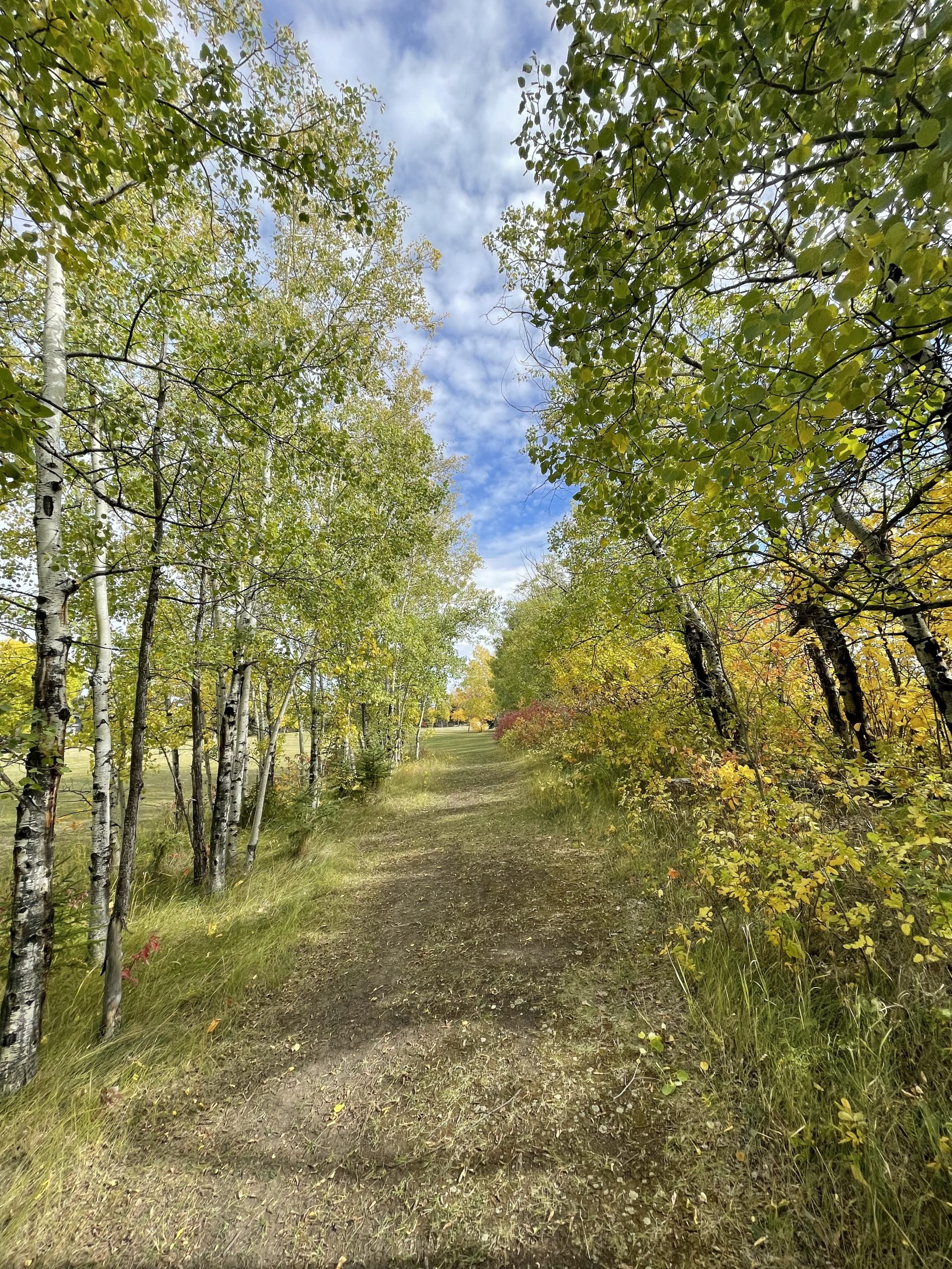 A walking path surrounded by fall trees.