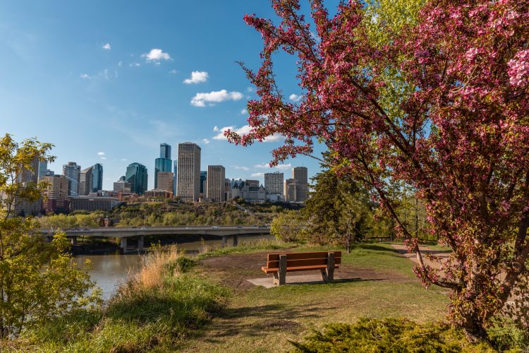 Spring cherry blossoms overlooking the river valley and downtown skyline