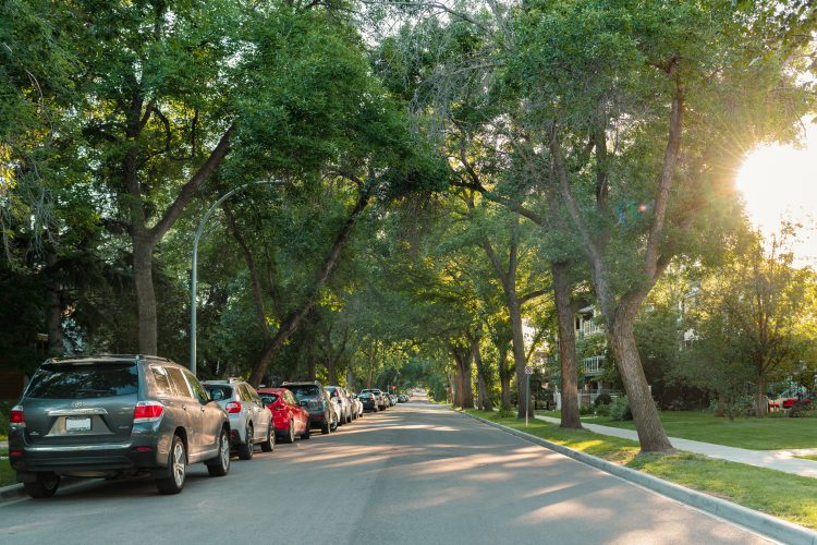 Large trees create a canopy over a residential street in summer