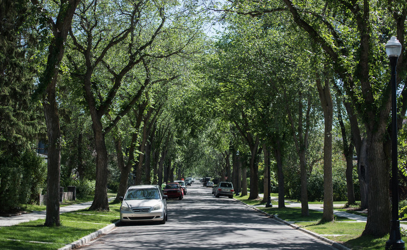 Cars parked along a neighbourhood street, lined with leafy trees.