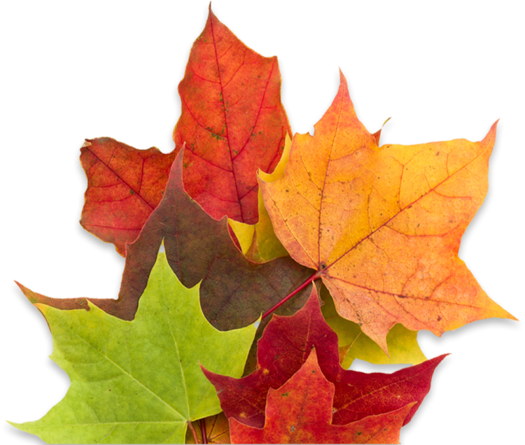 Red, orange and green maple leaf leaves on top of each other in a pile.