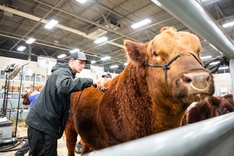 A cow being brushed by a man in a black hoodie and hat.