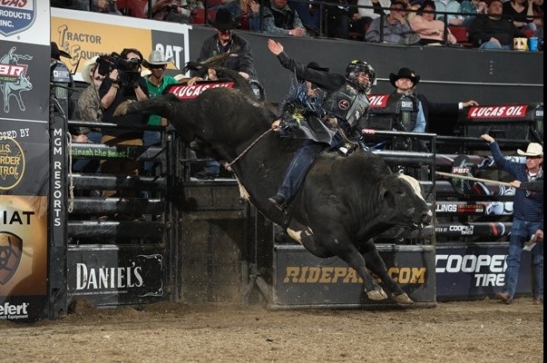 A rider on a bull in front of the chutes in an arena