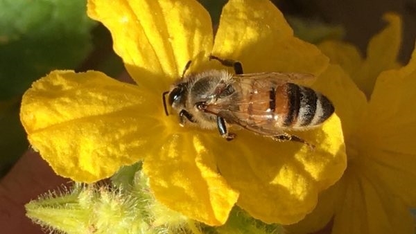 A close up of a bee on a bright yellow flower.