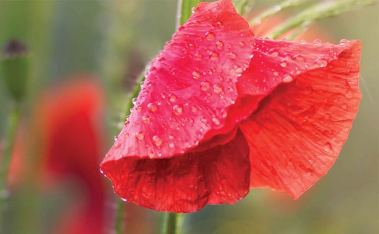 A close up of a red poppy covered in dew drops