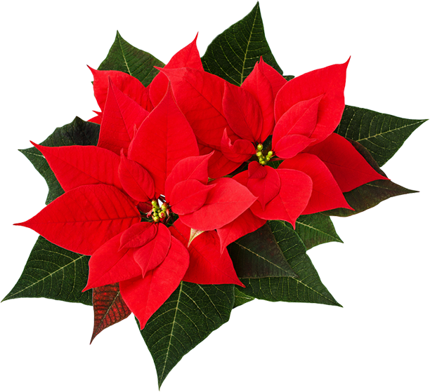 Cut out of poinsettia flower and leaves.