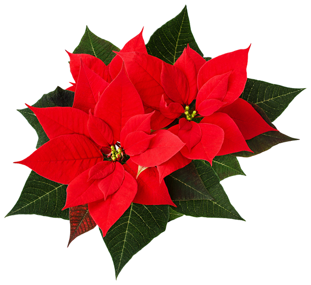 Cut out of pointsettia flower and leaves with a white outline around making it look more like a sticker.