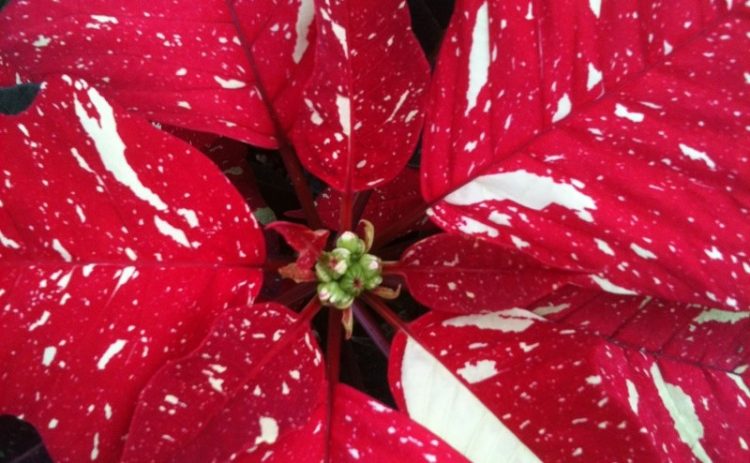 Close up of a bright red with white speckles holiday poinsettia.