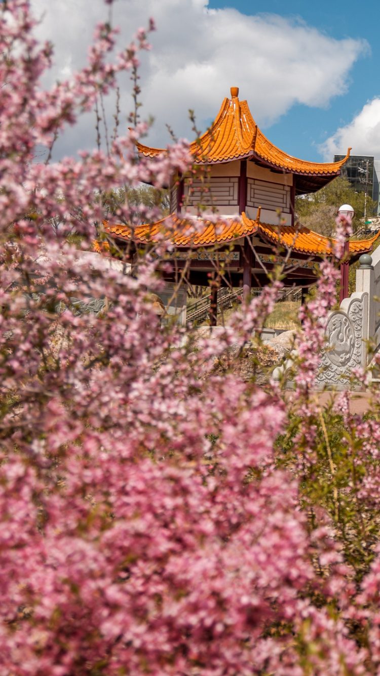 Pink cherry blossom flowers with a pagoda in the background.